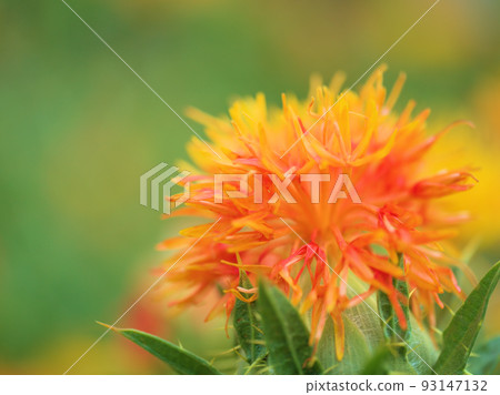 "Safflower" blooming in July "Safflower" blooming in July 93147132
