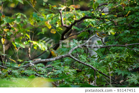 EOS5D.Hiroshima Shobara，Soushicho 分店的 2 隻鳥。 93147451