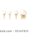 Set of teeth on white background 93147455