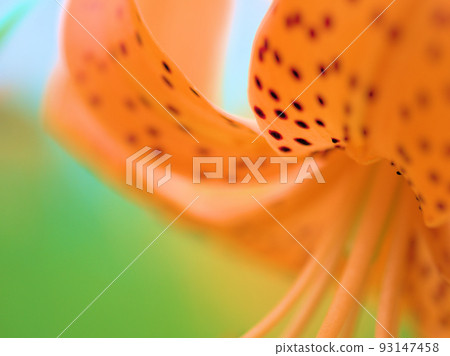 七月開花的庫尼百合花 93147458