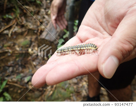 山彥千足蟲 山彥千足蟲 93147477