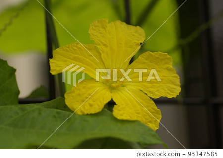 The appearance of flowers and vines of bitter gourd (bitter melon, bitter melon) is interesting 93147585