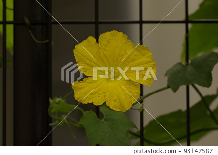 The appearance of flowers and vines of bitter gourd (bitter melon, bitter melon) is interesting The appearance of flowers and vines of bitter gourd (bitter melon, bitter melon) is interesting 93147587