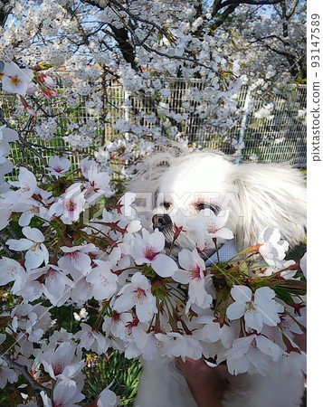 Cherry blossoms and dogs Cherry blossoms and dogs 93147589