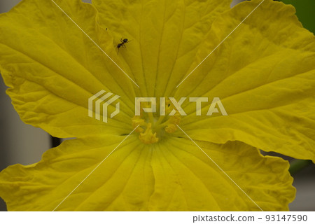 The appearance of flowers and vines of bitter gourd (bitter melon, bitter melon) is interesting The appearance of flowers and vines of bitter gourd (bitter melon, bitter melon) is interesting 93147590