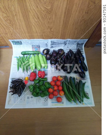 夏季蔬菜豐收 93147591