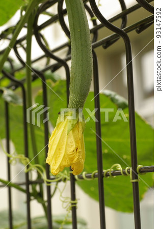 The appearance of flowers and vines of bitter gourd (bitter melon, bitter melon) is interesting 93147592