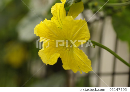The appearance of flowers and vines of bitter gourd (bitter melon, bitter melon) is interesting The appearance of flowers and vines of bitter gourd (bitter melon, bitter melon) is interesting 93147593