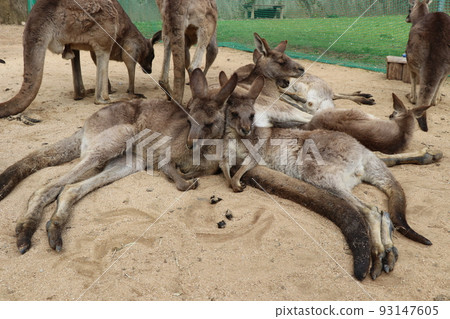 一對好袋鼠 93147605