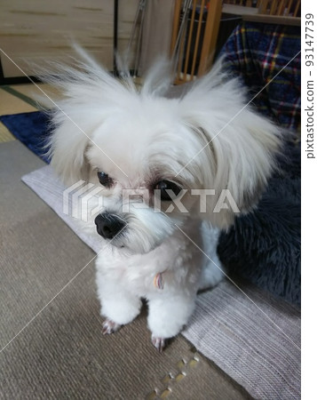 A dog whose hair stands on end due to static electricity A dog whose hair stands on end due to static electricity 93147739