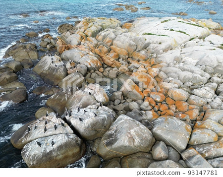 Wild cormorants Bay of Fire drone photography Wild cormorants Bay of Fire drone photography 93147781