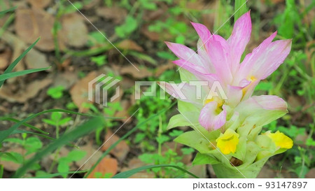 Harukon with a gentle color 93147897