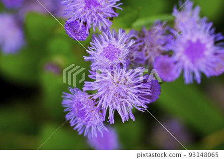 Beautiful delicate purple florets of ageratum (ageratum) 93148065