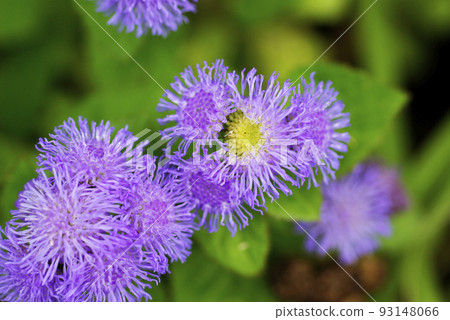 Beautiful delicate purple florets of ageratum (ageratum) Beautiful delicate purple florets of ageratum (ageratum) 93148066