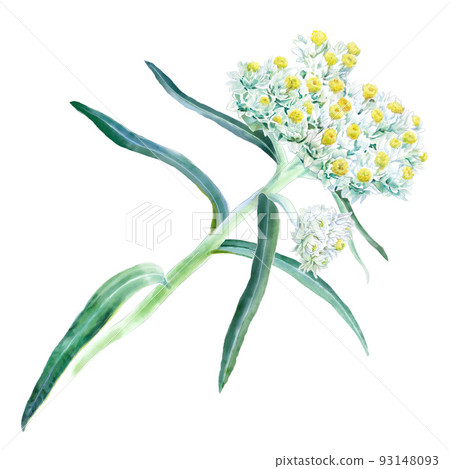 Yamaha hako flowers 93148093