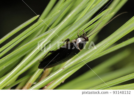 Creatures Insects Little black cockroaches, about one centimeter long. It is arboreal and seems to be seen in pine forests and evergreen forests. Creatures Insects Little black cockroaches, about one centimeter long. It is arboreal and seems to be seen in pine forests and evergreen forests. 93148132