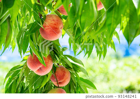 來自果園的新鮮美味的桃子 93148241
