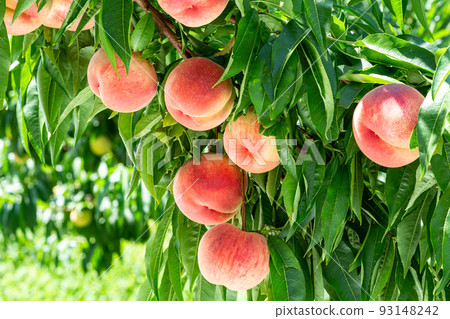 Fresh and delicious peaches from the orchard 93148242