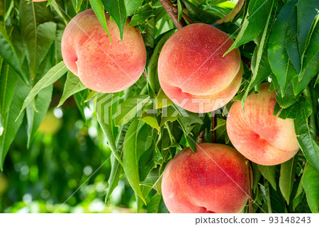Fresh and delicious peaches from the orchard 93148243