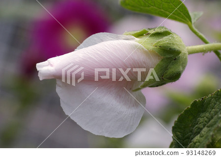 Beautiful pale pink hollyhock flowers 93148269