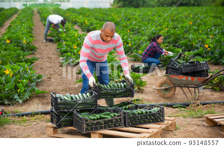 Latin american farm worker stacking boxes with zucchini 93148557