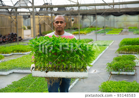 Portrait of farmer with crate of bell pepper sprouts 93148583