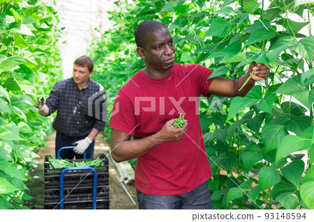 African american farm owner picks beans in a greenhouse African american farm owner picks beans in a greenhouse 93148594