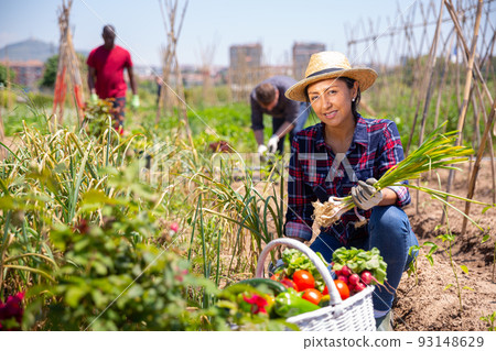 Mexican woman horticulturist picking harvest of garlic 93148629