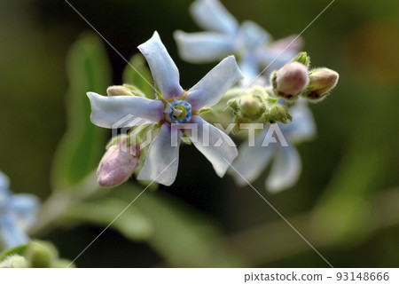 The star-shaped flowers of blue star are pretty and beautiful. 93148666