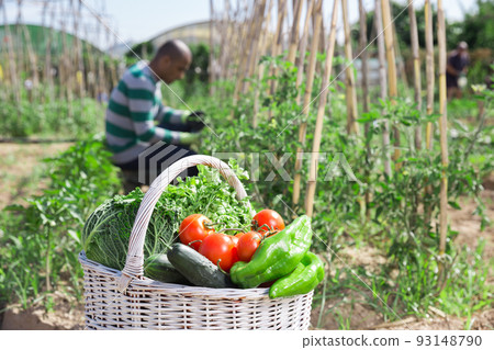 Basket with harvest of vegetables in garden, man professional gardener 93148790