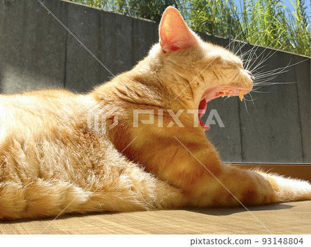 Cat basking in the sun by the window and yawning 93148804