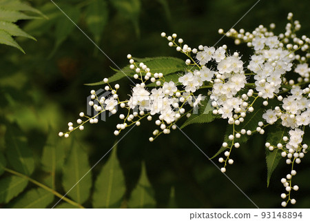 The tufts of small flowers of Niwananakamado The tufts of small flowers of Niwananakamado 93148894