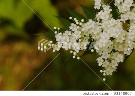 The tufts of small flowers of Niwananakamado The tufts of small flowers of Niwananakamado 93148903