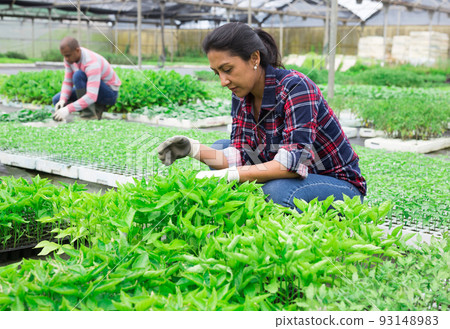 Latina woman working with seedling in greenhouse 93148983