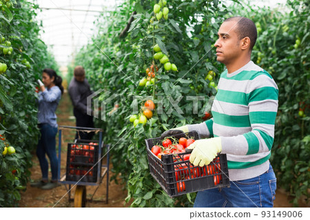 Man latino gardener carrying tomatoes in glasshouse 93149006
