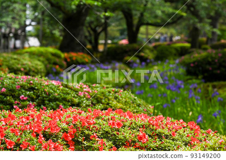 Beautiful Kenrokuen garden with blooming irises 93149200
