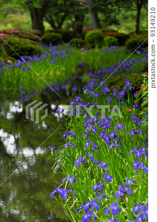 Beautiful Kenrokuen garden with blooming irises Beautiful Kenrokuen garden with blooming irises 93149210
