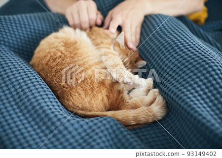 A beautiful ginger cat in the arms of its owner. Taking care of pets. Front view. 93149402