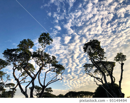 Sky and tree shadows near the equator 93149494