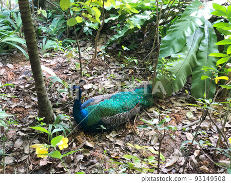 蹲在地上的孔雀 93149508