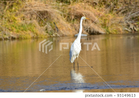 Daisygi(埼玉縣荒川/深谷市) Daisygi(埼玉縣荒川/深谷市) 93149613