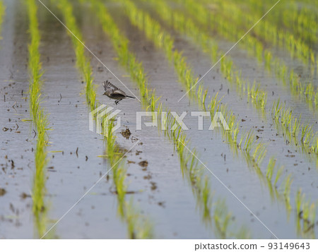 A white wagtail looking for food in a paddy field A white wagtail looking for food in a paddy field 93149643