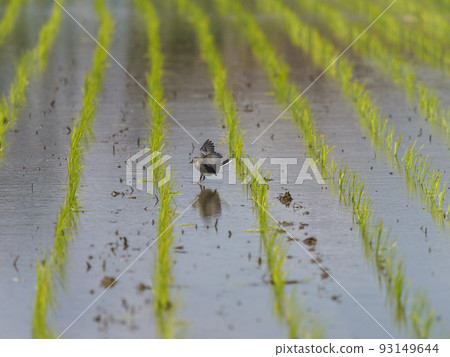 A white wagtail looking for food in a paddy field A white wagtail looking for food in a paddy field 93149644