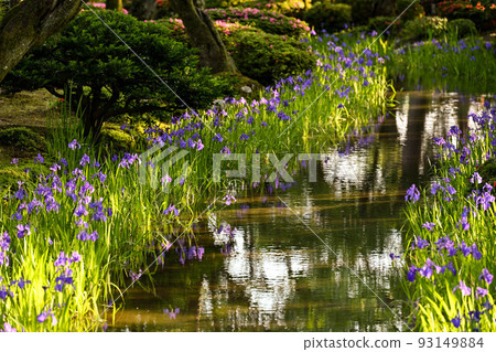 Beautiful Kenrokuen garden with blooming irises 93149884