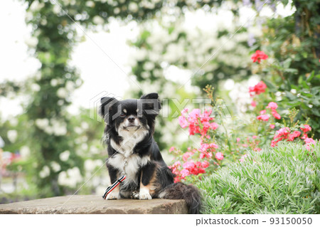 坐在被玫瑰包圍的花園裡的黑褐色長毛吉娃娃 93150050