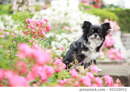 A black-tan long-coated Chihuahua sitting in a garden surrounded by roses 93150052