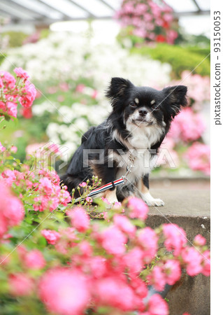 A black-tan long-coated Chihuahua sitting in a garden surrounded by roses 93150053