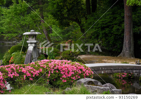 與美麗的杜鵑花的兼六園 93150269
