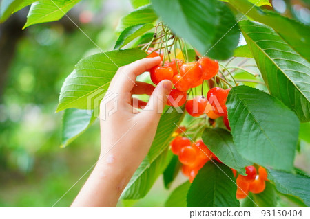 The hands of a girl who enjoys picking cherries. I went cherry picking at a tourist orchard in Yoichi, Hokkaido. 93150404