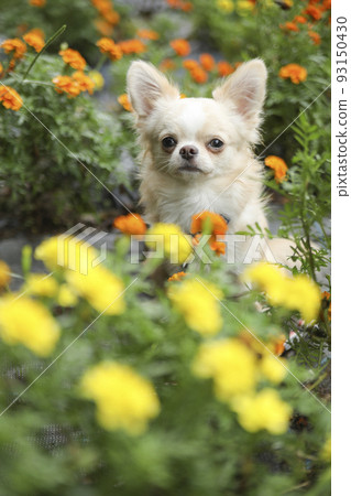 A cream-colored long-coated Chihuahua in a flower garden full of bicolor marigolds 93150430